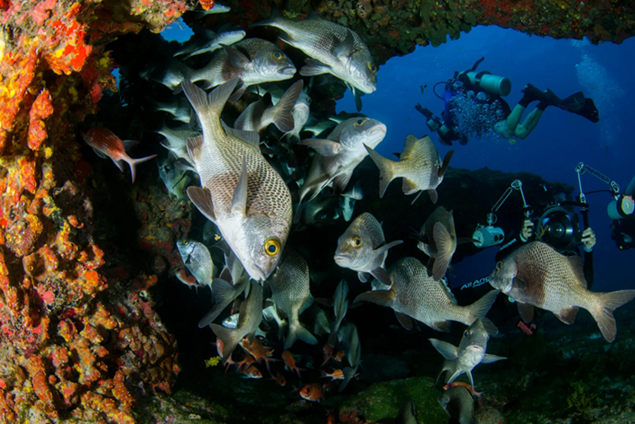 anguilla snorkeling